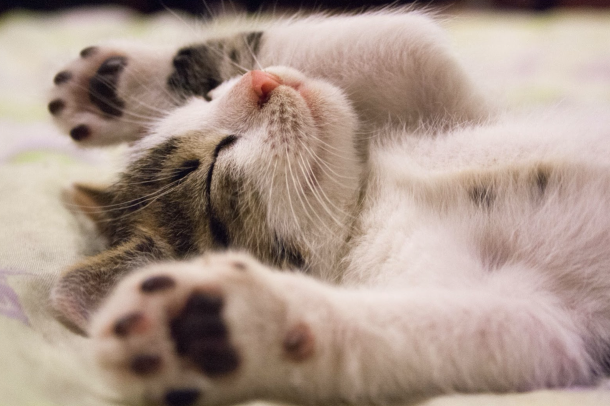 Picture of How to Protect Your Cat From Dryness this Winter - Fauna Care